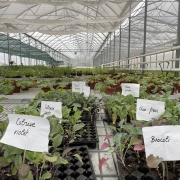 Reportage : Les marchés aux plantons de la région ont toujours la cote